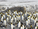 Southern Elephant Seal Bull Surrounded by King Penguins