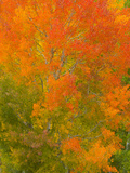 Colorful Quaking Aspen Trees During Peak Fall Foliage Change