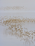 Migrating Semipalmated Sandpipers  Calidris Pusilla  Flying over Water