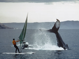 A Windsurfer Has a Close Encounter with Two Humpback Whales