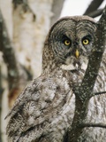 A Great Gray Owl  Perched in a Tree  Stares Directly at the Camera