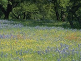 Oak Trees Bordering a Meadow of Wild Flowers