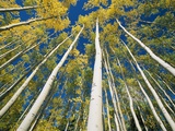 Aspen Trees