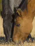 Two Wild Mustang Mares Grazing Together in a Parched Alpine Meadow