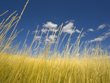 Small Cumulus Clouds Floating in Blue Sky Above a Hayfield