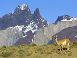 Guanaco  Lama Guanicoe  Female Against Cuernos Del Paine Peaks