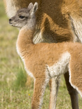 Guanaco  Lama Guanicoe  Calf and Mother Standing on a Grassy Slope