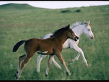 Spanish Mustang Foals Running in a Meadow
