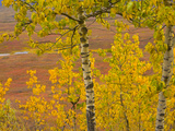 Poplar Trees in Bright Colorful Fall Tundra