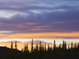 Black Spruce Trees Against Colorful Evening Sky in Autumn at Sunset