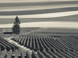 France  Marne  Champagne Region  Mont Aime  Elevated View of Vineyards and Fields