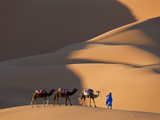 Camels and Dunes  Erg Chebbi  Sahara Desert  Morocco