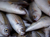 Sicily  Italy  Western Europe  Fish for Sale at the Market