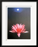 Lone Lily