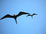 Ecuador  Galapagos  a Male and Female Frigate Bird Soar Overhead