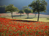 Italy  Umbria  Norcia  Walnut Trees in Fields of Poppies Near Norcia  Bathed in Evening Light