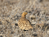 A Chesnut-Bellied Sandgrouse in Tsavo East National Park