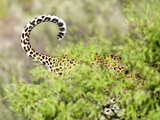 Leopard  Namibia  Africa
