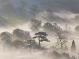 Trees in Early Morning Mist  Cotswolds  England