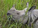 Great Indian One-Horned Rhino Feeds on Swamp Grass in Kaziranga National Park  World Heritage Site