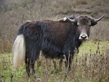 A Domesticated Yak in the Mountains Above the Phobjikha Valley  Yaks are Well Adapted to High Altit