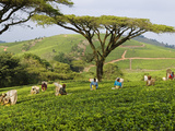 Malawi  Thyolo  Satemwa Tea Estate  Workers Plucking Tea