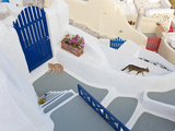 Cats  Oia  Santorini  Cyclades Islands  Greece
