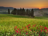 Italy  Tuscany  Siena District  Orcia Valley  Cypress on the Hill Near San Quirico D'Orcia