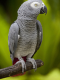 Bali  Ubud  an African Grey Parrot at Bali Bird Park