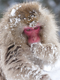 Japanese Macaque (Macaca Fuscata)/ Snow Monkey  Joshin-Etsu National Park  Honshu  Japan