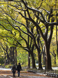 The Mall and Literary Walk with American Elm Trees Forming the Avenue Canopy  New York  USA