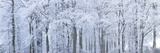 Trees with Snow and Frost  Nr Wotton  Glos  Uk