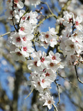 Almond Trees Blooming with Flowers Loule  Algarve  Portugal