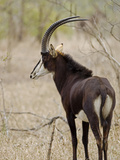 Malawi  Majete Wildlife Reserve  Male Sable Antelope in the Brachystegia Woodland