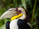 Bali  Ubud  a Wreathed Hornbill in Bali Bird Park