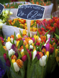 Flower Market  Amsterdam  Netherlands