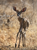A Baby Lesser Kudu in Tsavo East National Park