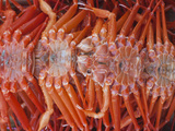 Korea  Gyeongsangnam-Do  BUSAn  Crabs at Jalgalchi Fish Market