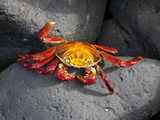 Ecuador  Galapagos  a Brightly Coloured Sally Lightfoot Crab Skips over the Dark Rocks