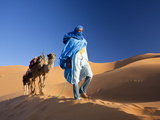 Tuareg Man Leading Camel Train  Erg Chebbi  Sahara Desert  Morocco