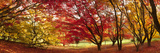 Autumn Foliage of Japanese Maple (Acer) Tree  England  Uk