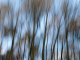 Trees Reflected in the Water  Yorkshire  Uk