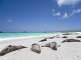 Ecuador  Galapagos  Sunbathing Sea Lions on the Stunning Beaches of San Cristobal  Galapagos