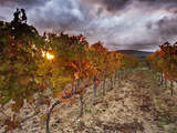 Italy  Umbria  Perugia District  Autumnal Vineyards Near Montefalco