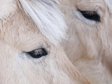 Close-Up of a Horse’S Eye  Lapland  Finland