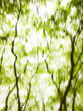 Japanese Maple (Acer) Tree in Springtime  England  UK