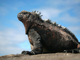 Ecuador  Galapagos  a Large Male Marine Iguana Soaks Up the Rays