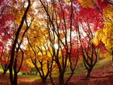Autumn Foliage of Japanese Maple (Acer) Tree  England  Uk