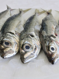 Mackerel