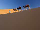 Tuareg Man Leading Camel Train  Erg Chebbi  Sahara Desert  Morocco